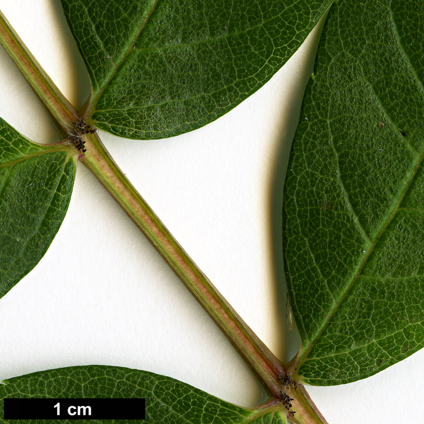 High resolution image: Family: Rosaceae - Genus: Sorbus - Taxon: wilsoniana